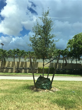 Community Tree Plantings – District 2