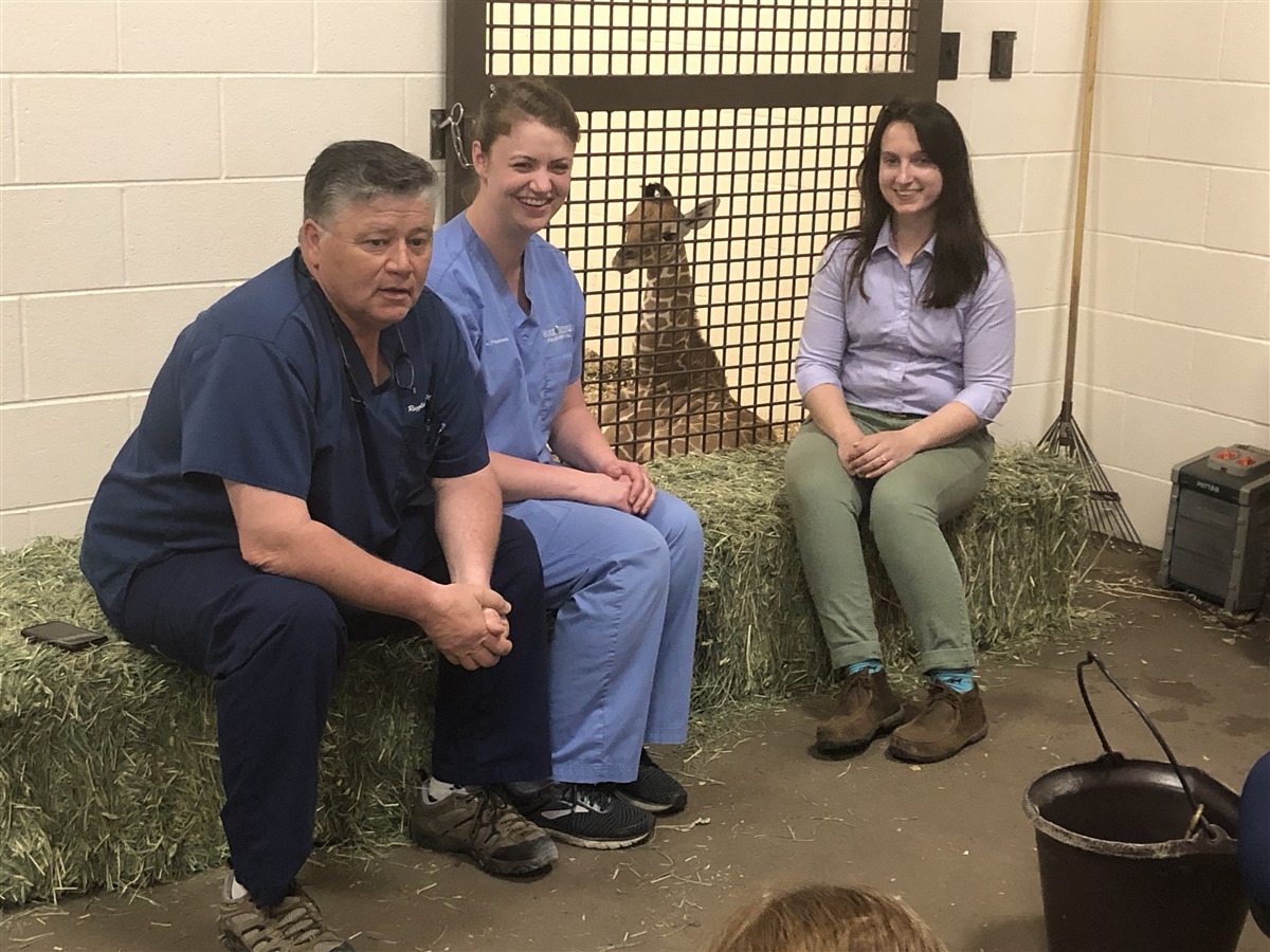 Ali S Journey Memphis Zoo S Baby Giraffe Is Back On Her Hooves