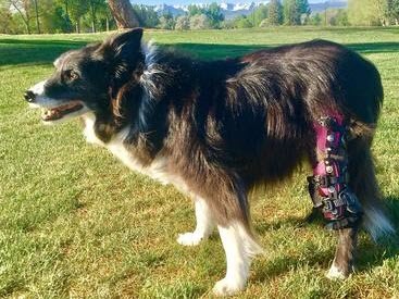 Posh Dog Knee Brace Home Posh Dog Knee Brace Home