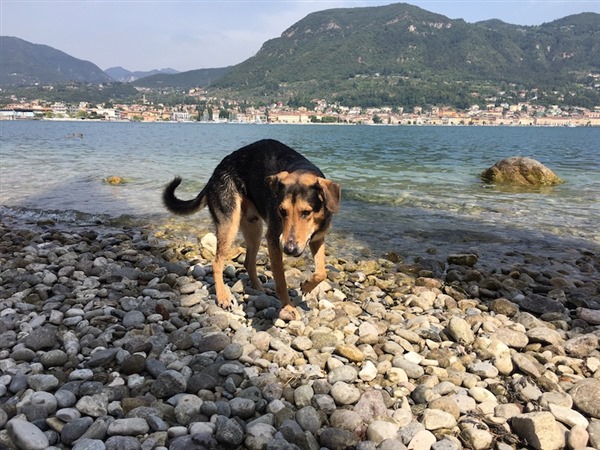 A Spasso Con Matisse La Spiaggia Per Cani A Salò