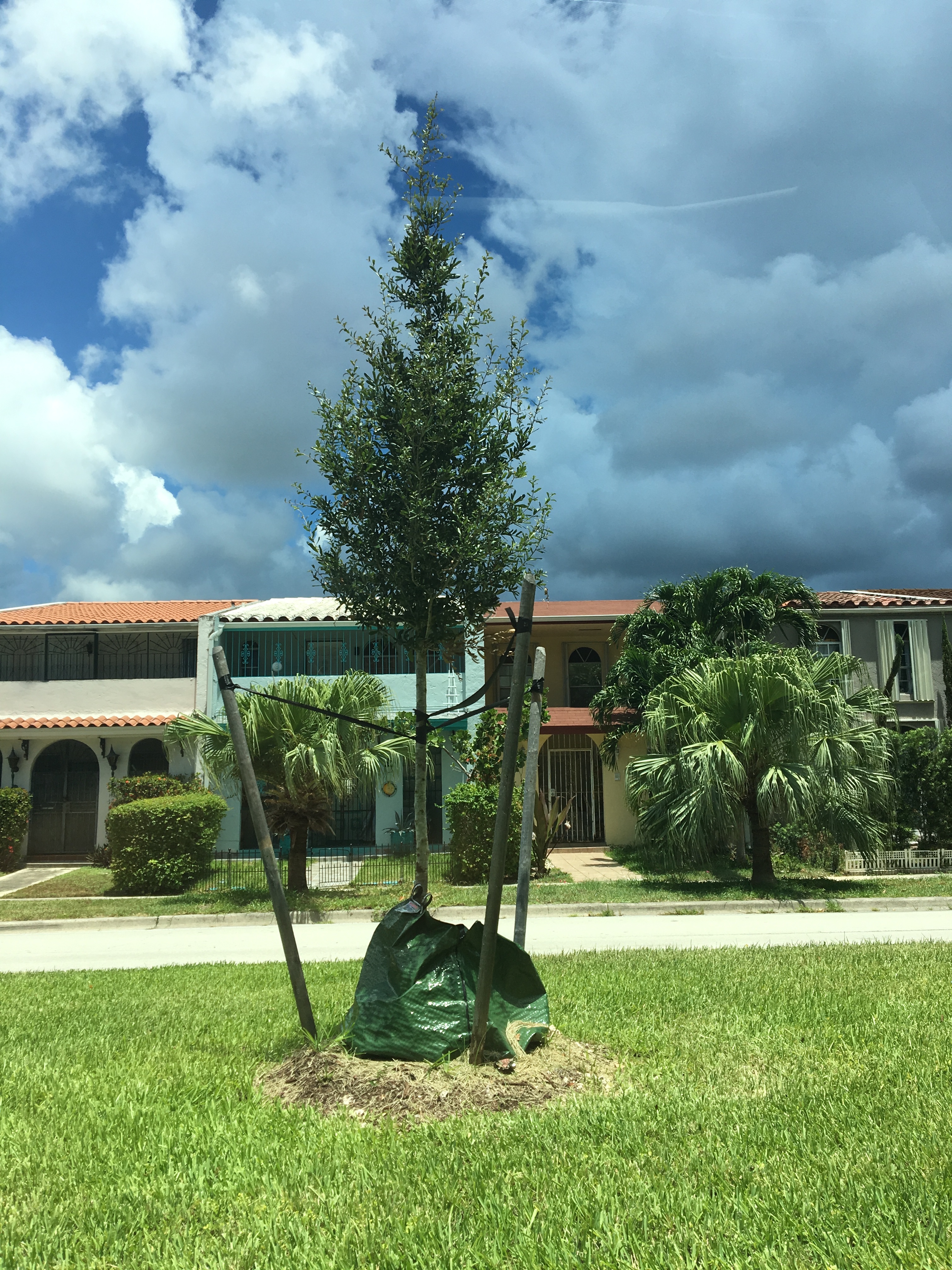 Community Tree Plantings & Landscape Installation | North Miami, FL
