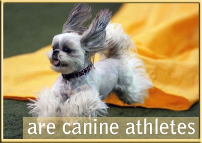 Welcome Official American Shih Tzu Club Website Official American Shih Tzu Club Website