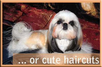 Welcome Official American Shih Tzu Club Website Official American Shih Tzu Club Website