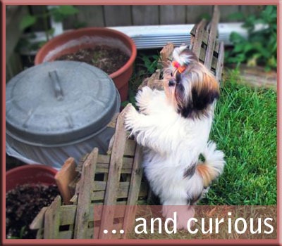Welcome Official American Shih Tzu Club Website Official American Shih Tzu Club Website