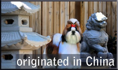 Welcome Official American Shih Tzu Club Website Official American Shih Tzu Club Website