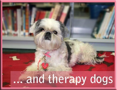 Welcome Official American Shih Tzu Club Website Official American Shih Tzu Club Website